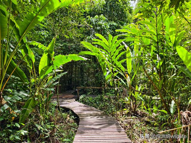 马来西亚(30)砂拉越州④姆鲁山徒步线路