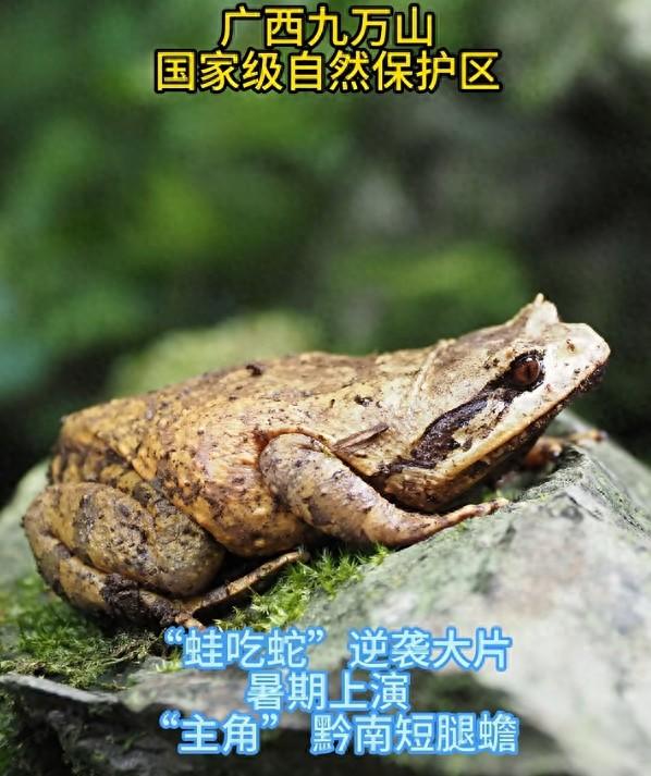 广西发现“吃蛇蛙”，性情凶猛，8厘米短腿蟾杀100厘米大眼斜鳞蛇