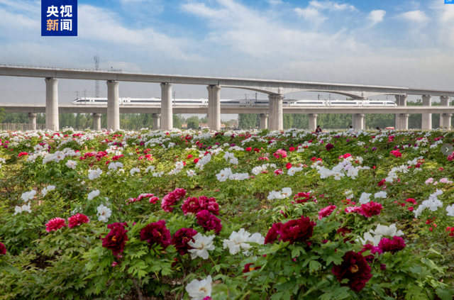 坐着火车去赏花！“牡丹号”列车今日开行