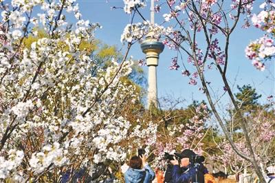 新品香妃樱装点京城春日