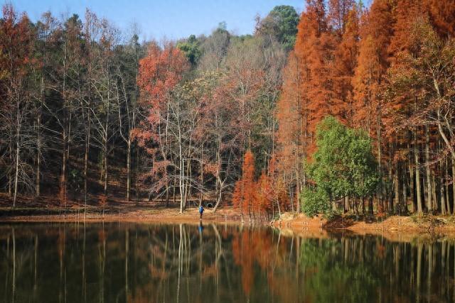 藏在余杭的油画森林：长乐林场秋日漫步手记