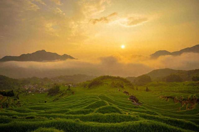 云和梯田生态修复带来经济活力：良田生美景 山乡奔共富