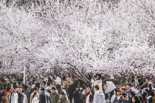 呼和浩特：青城桃花开