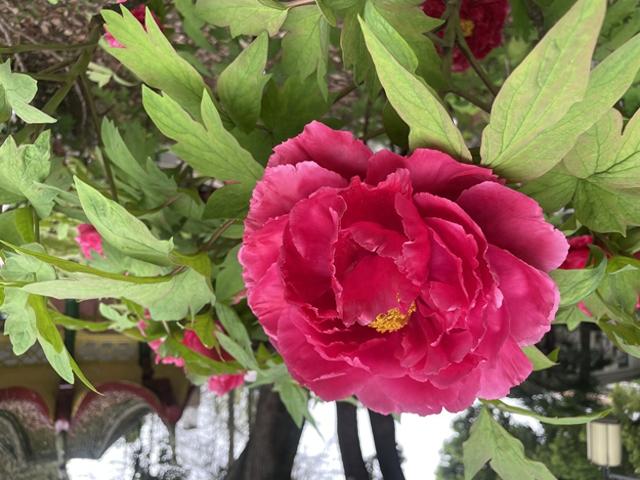 长江畔，汉阳公园30种500株数千朵牡丹起宏图！“黑牡丹”独一份，限时四五天！赶紧冲