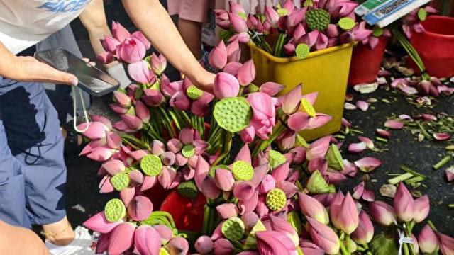 大马弄的荷花“火”了，10元一束的夏日限定，藏着杭州人的诗意浪漫