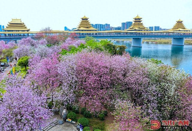 图集｜柳州：满城紫荆醉春风