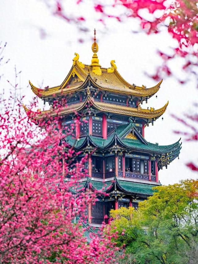 重庆冬日浪漫：3000株腊梅全开，地铁直达免费