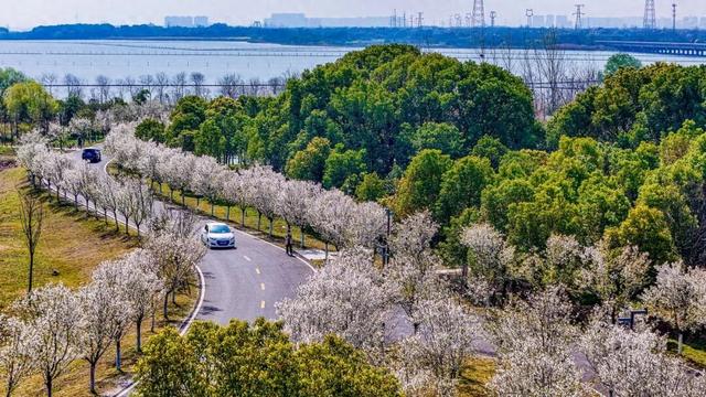 长湖樱花谷樱花季系列活动本周末启幕