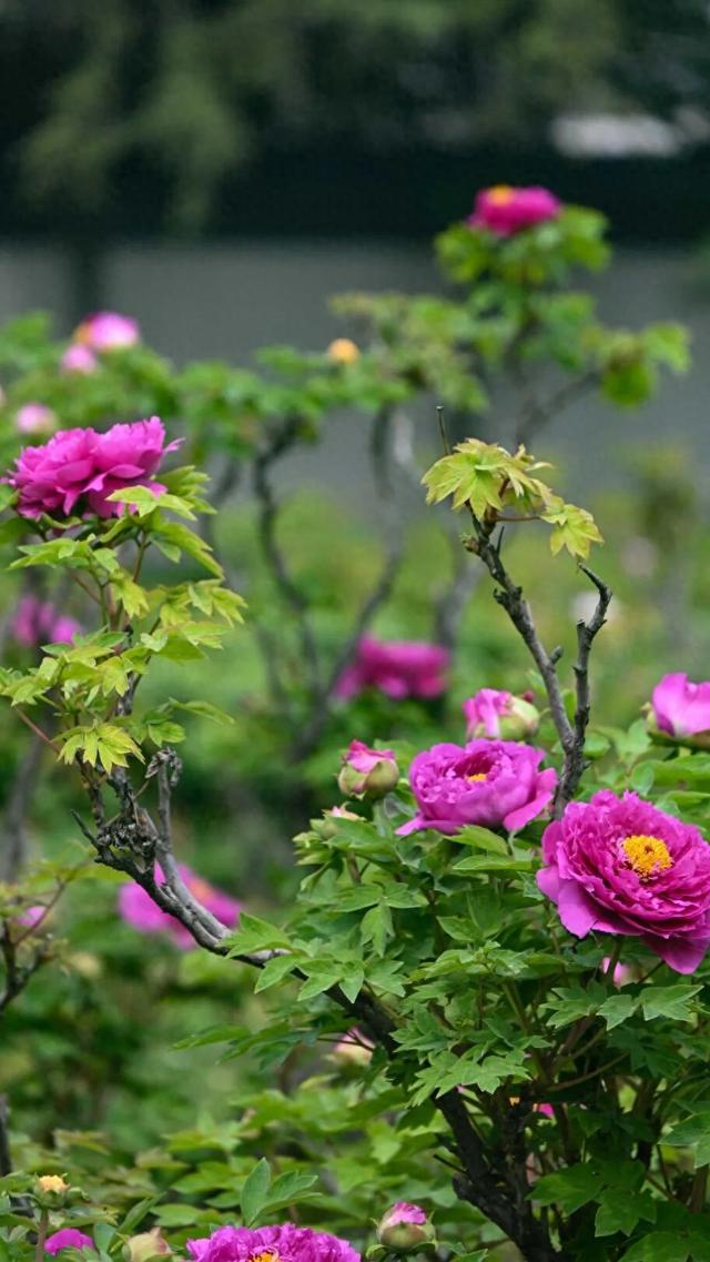 护航牡丹文化节丨黑的白的红的黄的紫的绿的蓝的