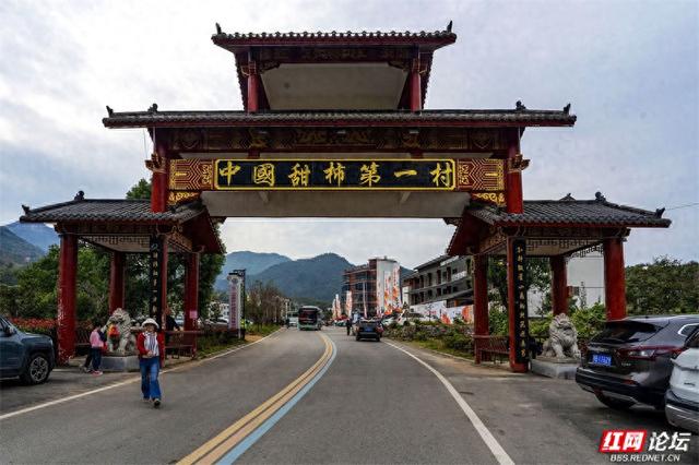 秋游时刻丨这颗甜柿，为什么让整个村子变成了诗？