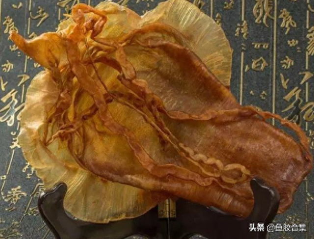 大鱼胶和小鱼胶有什么区别 2025年大鱼胶和小鱼胶有什么区别图片