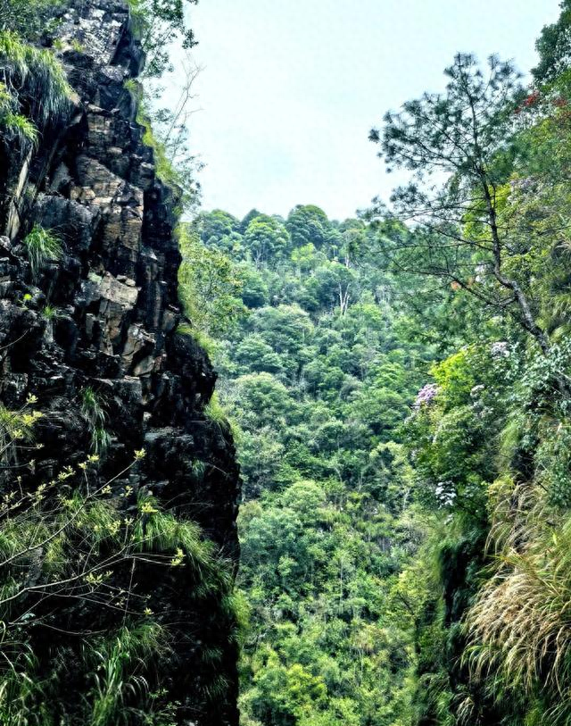 这不是神农架，是江西马头山国家自然保护区
