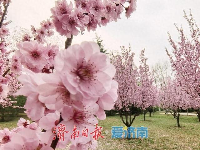 清明赴花约！济南植物园承包你的春日极致浪漫