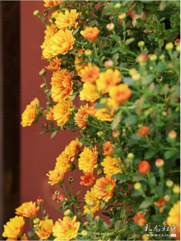 昆明秋景｜昙华菊花，芳香四溢！（附攻略）