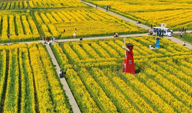 江西南昌：游客漫步于金色花海间