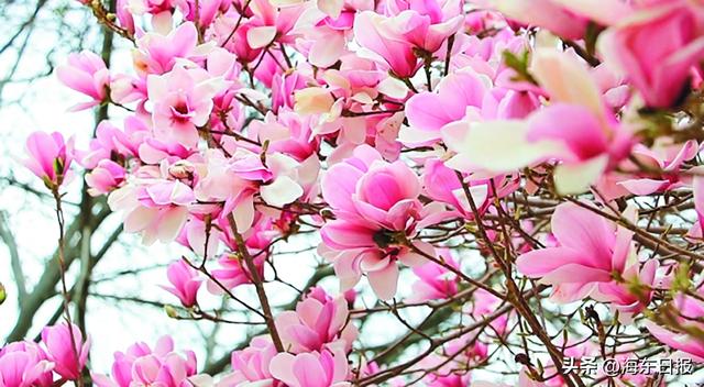 海东邀您共赴高原春日之约