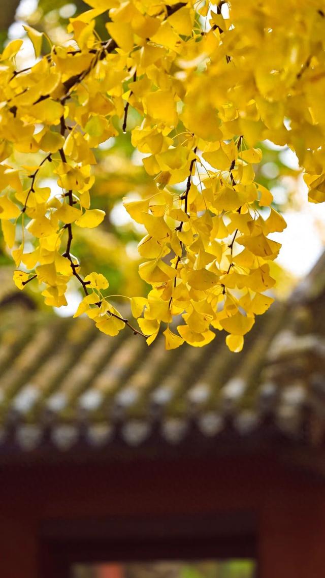 日照深秋“顶流”已就位！这组上新的“屏保”，绝美！