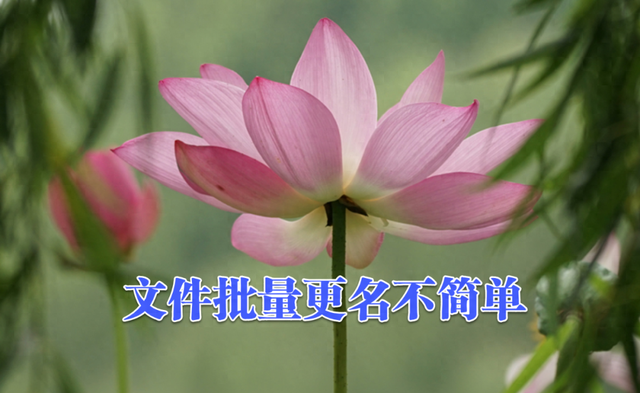 文件名怎么批量修改（文件名不规范 如何快速批量更改）
