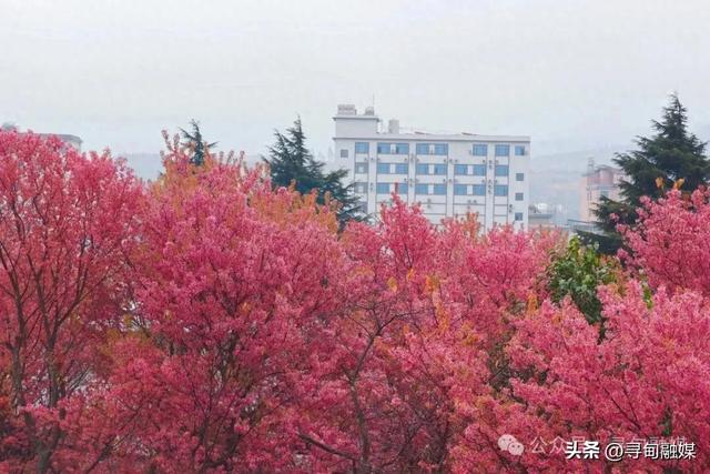 寻甸羊街：故乡的冬樱花盛开