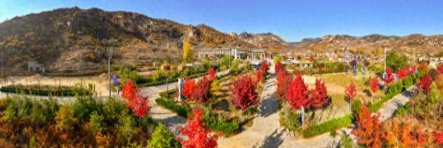 莱芜香山初冬惊现 “逆寒丹枫"  11月底前可邂逅肃秋余韵