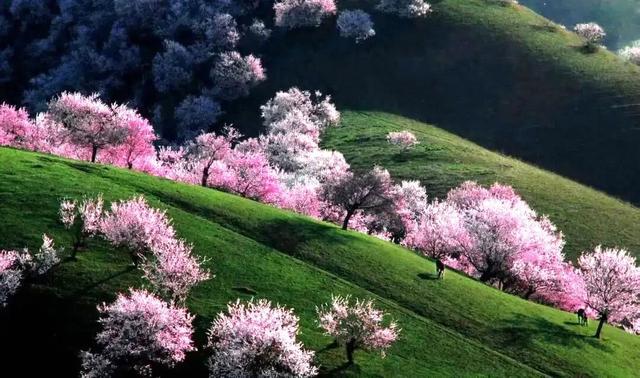 你好，4月！（附杏花攻略）