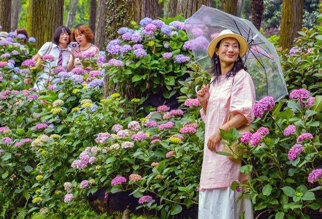 天工之巧！8000盆绣球绣出飘逸的林下彩绸