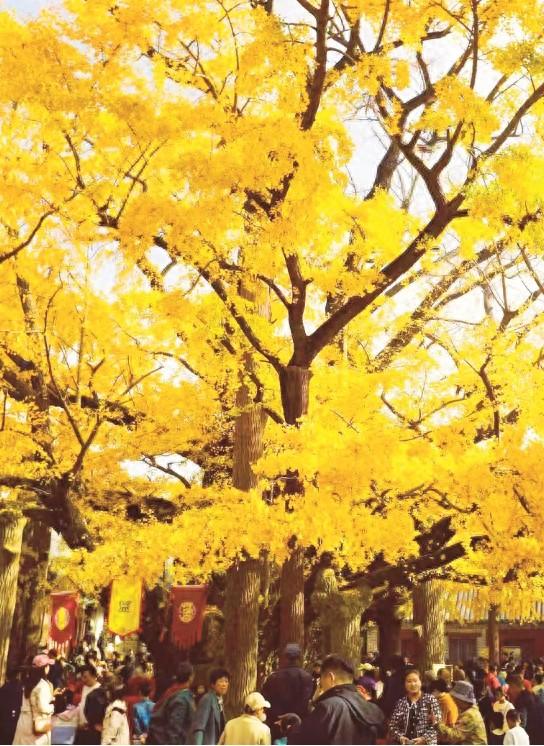 千年银杏树迎来最佳观赏期