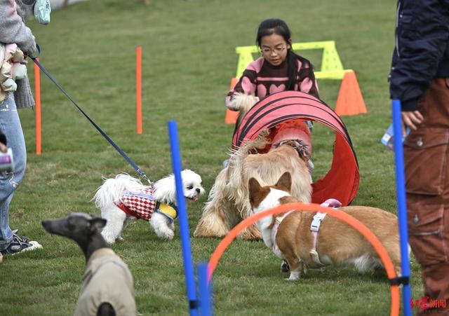 国内首个，萌犬集结！成都森犬乐园开放，解锁人宠同游新体验