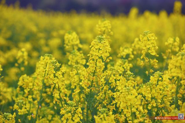 如画郴州｜渡口丹霞之上油菜花开成诗