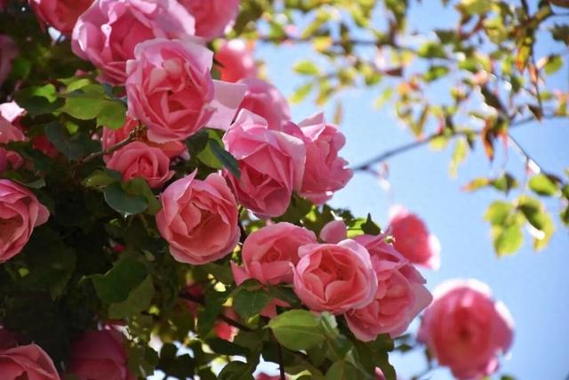 花漾丽江丨花瀑漫街！快被丽江这条花路“香迷糊”了……