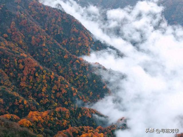 穿行在汉中龙头山的丛林之中