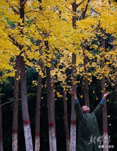 龙湖公园银杏染秋 定格深秋童话景致