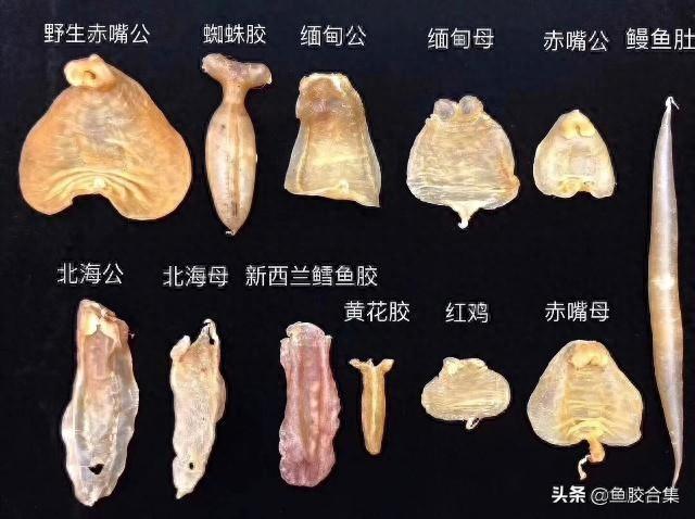 南美花胶证书 2026年南美花胶的功效 南美花胶证书 2026年南美花胶的功效