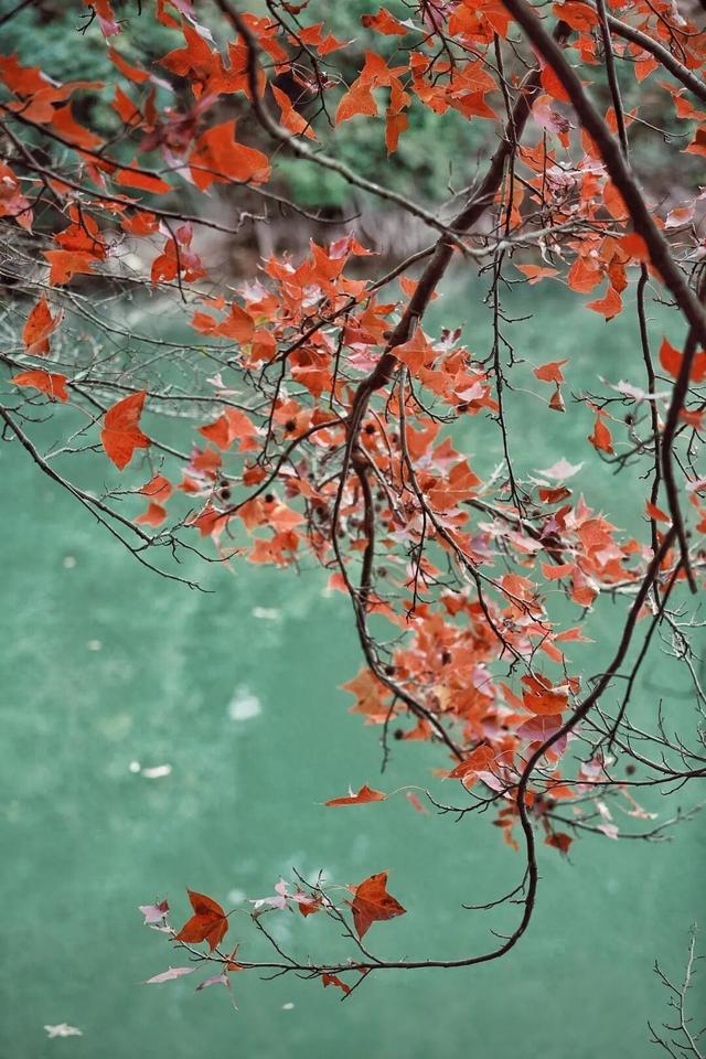 清源山上的枫树叶子红了