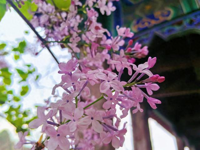 泰山斗母宫百年丁香盛放 古刹幽香引客来