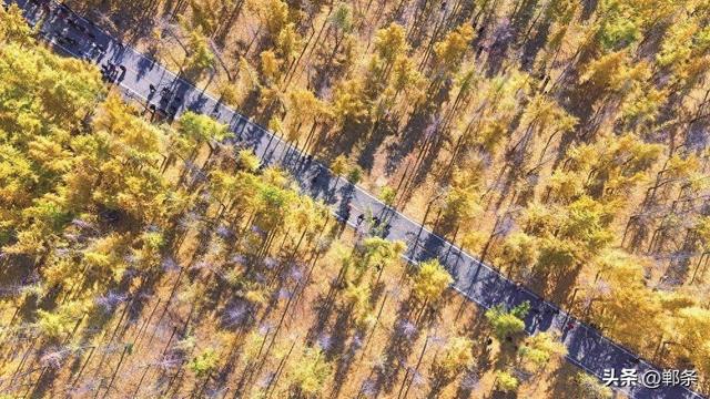 美在邯郸丨曲周县千亩银杏林迎来最佳观赏季——千蝶化作一城金