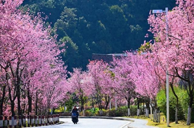 风过腾冲玛御谷 樱花漫染暖冬