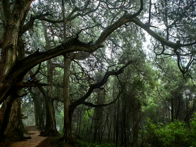 剑阁县龙源镇：赓续千年蜀道文脉 谱写文旅融合新篇
