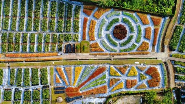 肇庆这片200多亩花海，开爆了！地址就在……