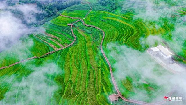 新山傈僳族乡：稻浪千层起 梯田万象新