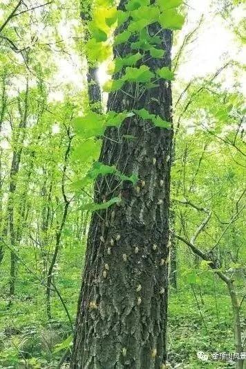 学生周末免门票！9.9元畅享四大游乐项目！登顶打卡还送年卡—2026金顶山春蝉季将于3月20日启幕！