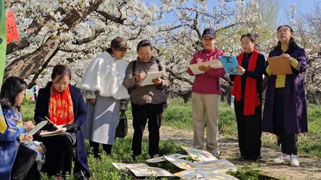 宁津县：百亩梨园迎春盛放 文旅融合激活春日消费