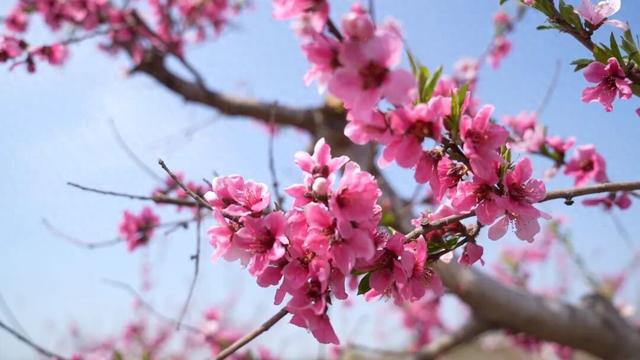 藏不住了！广饶百亩桃园盛放，春日氛围拉满！