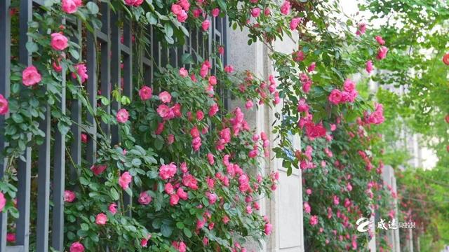 移步皆景！威远这里200多米的“花瀑布”藏不住了