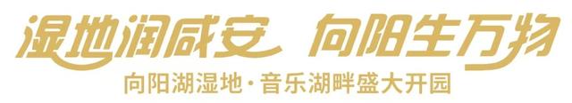 向阳湖湿地·音乐湖畔今日盛大开园，好戏正在上演→