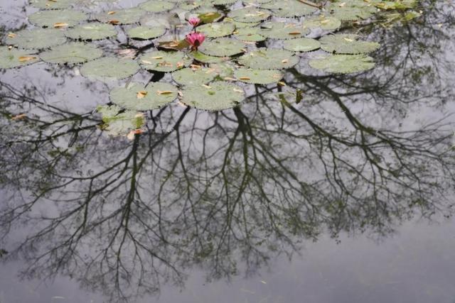 诗与远方 | 秋日西湖 向美而行