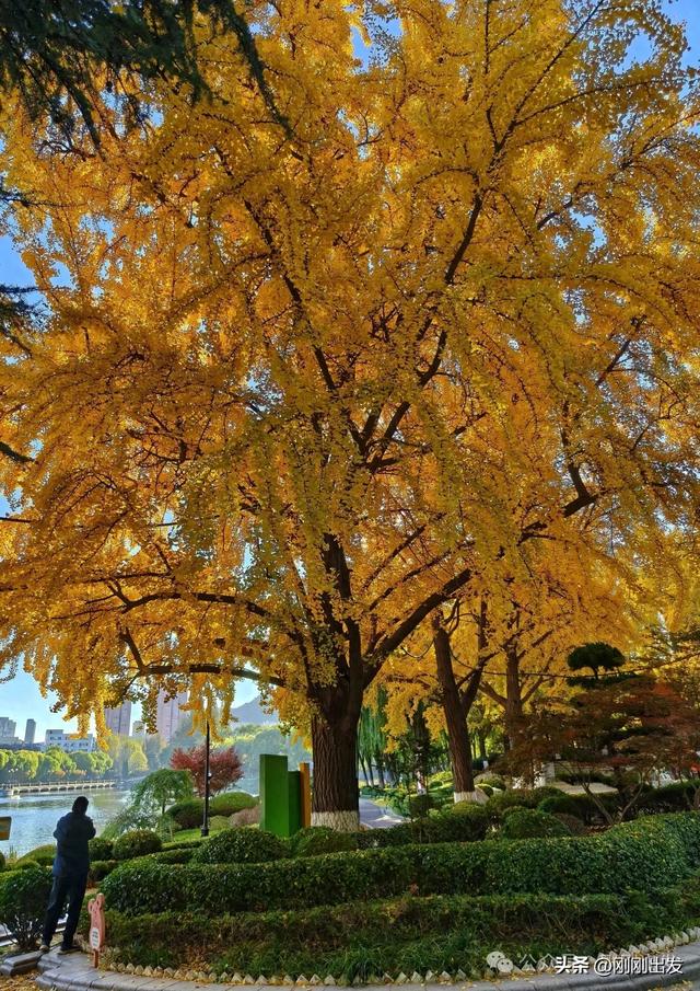 大连市内银杏顶流,百年公园银杏最佳观赏期到了