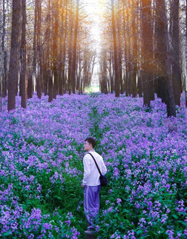 南京又一公园爆火！上万株二月兰轮番盛开，遛娃赏花两不误