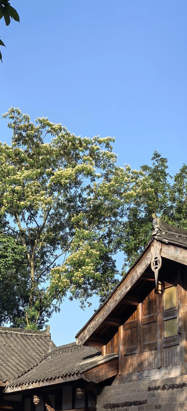 山合欢的光