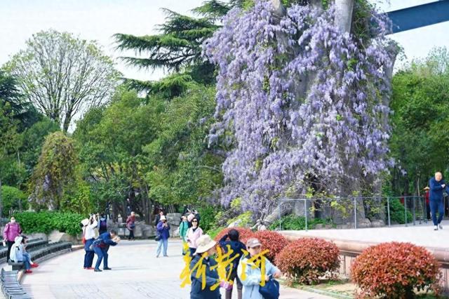 泉城公园紫藤花开如瀑，如梦如幻